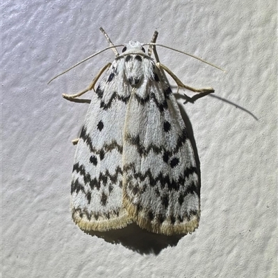 Hectobrocha pentacyma (Five-banded Footman) at Depot Beach, NSW - 18 Feb 2025 by Pirom