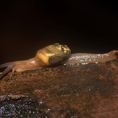 Mysticarion porrectus (Golden Semi-slug) at Acton, ACT - 10 Feb 2025 by AlisonMilton