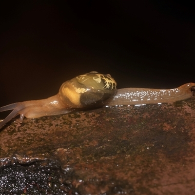 Mysticarion porrectus (Golden Semi-slug) at Acton, ACT - 10 Feb 2025 by AlisonMilton