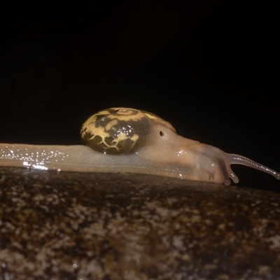 Mysticarion porrectus (Golden Semi-slug) at Acton, ACT - 10 Feb 2025 by AlisonMilton