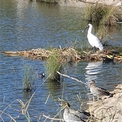 Platalea regia (Royal Spoonbill) at Casey, ACT - 23 Feb 2025 by Kelly123456