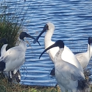 Platalea regia at Casey, ACT - 20 Feb 2025 05:23 PM