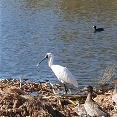 Platalea regia at Casey, ACT - 20 Feb 2025 05:23 PM