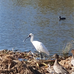 Platalea regia at Casey, ACT - 20 Feb 2025 05:23 PM