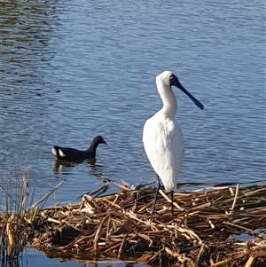 Platalea regia at Casey, ACT - 20 Feb 2025 05:23 PM