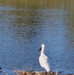 Platalea regia at Casey, ACT - 20 Feb 2025 05:23 PM