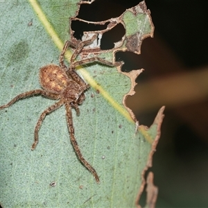 Isopedella pessleri (A huntsman spider) at Higgins, ACT - 16 Feb 2025 by AlisonMilton