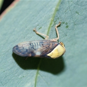 Brunotartessus fulvus (Yellow-headed Leafhopper) at Higgins, ACT - 16 Feb 2025 by AlisonMilton