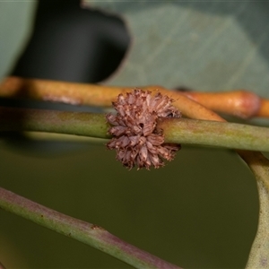 Paropsis atomaria (Eucalyptus leaf beetle) at Higgins, ACT - 16 Feb 2025 by AlisonMilton