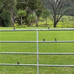 Petrochelidon ariel (Fairy Martin) at Brownlow Hill, NSW - 20 Feb 2025 by MaxDownes