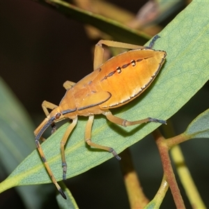 Amorbus sp. (genus) (Eucalyptus Tip bug) at Higgins, ACT - 16 Feb 2025 by AlisonMilton