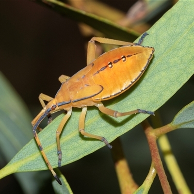 Amorbus (genus) (Eucalyptus Tip bug) at Higgins, ACT - 16 Feb 2025 by AlisonMilton