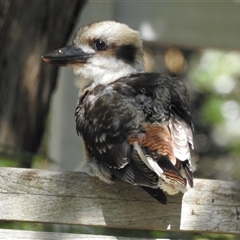 Dacelo novaeguineae (Laughing Kookaburra) at Emerald, VIC - 12 Feb 2025 by GlossyGal