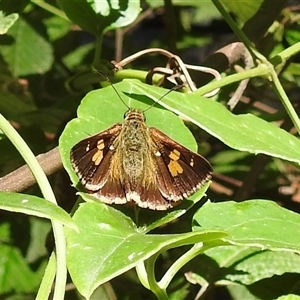 Toxidia andersoni at Emerald, VIC - 20 Feb 2025 by GlossyGal