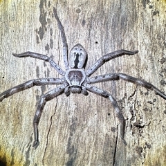 Holconia immanis (Grey Huntsman) at Depot Beach, NSW - Yesterday by Pirom