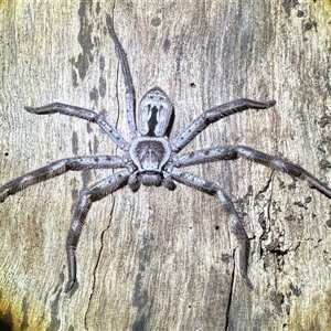 Holconia immanis (Grey Huntsman) at Depot Beach, NSW - 19 Feb 2025 by Pirom