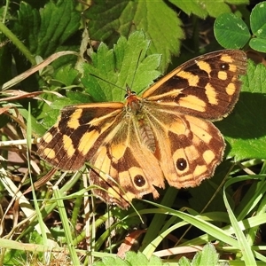 Heteronympha paradelpha at Cockatoo, VIC - 20 Feb 2025 by GlossyGal