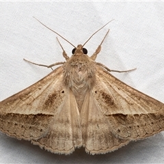 Mocis frugalis (Sugarcane Looper (Erebinae)) at Rosedale, NSW - 19 Feb 2025 by jb2602