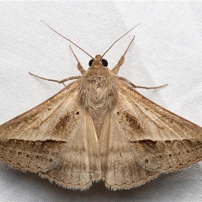 Mocis frugalis (Sugarcane Looper (Erebinae)) at Rosedale, NSW - 19 Feb 2025 by jb2602