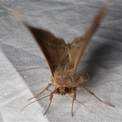 Mocis frugalis at Rosedale, NSW - 19 Feb 2025 11:18 PM