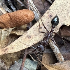 Myrmecia sp. (genus) (Bull ant or Jack Jumper) at Emerald, VIC - 14 Feb 2025 by GlossyGal