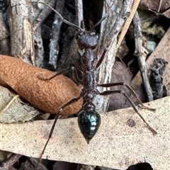 Myrmecia sp. (genus) at Emerald, VIC - suppressed