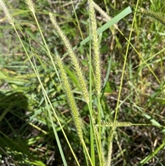 Setaria parviflora (Slender Pigeon Grass) at Denman Prospect, ACT - 18 Feb 2025 by SteveBorkowskis