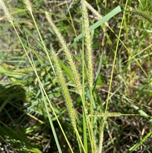 Setaria parviflora at Denman Prospect, ACT - 18 Feb 2025 01:10 PM