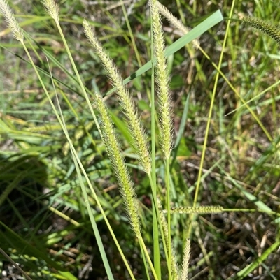 Setaria parviflora (Slender Pigeon Grass) at Denman Prospect, ACT - 18 Feb 2025 by SteveBorkowskis