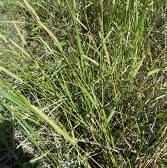 Setaria parviflora at Denman Prospect, ACT - 18 Feb 2025 01:10 PM