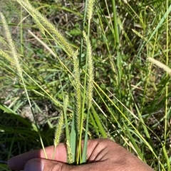 Setaria parviflora at Denman Prospect, ACT - 18 Feb 2025 01:10 PM