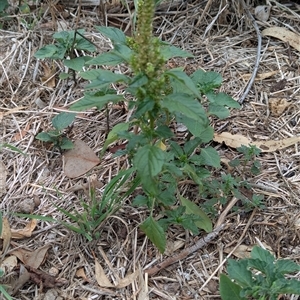 Amaranthus sp. at Whitlam, ACT - 20 Feb 2025 by CattleDog