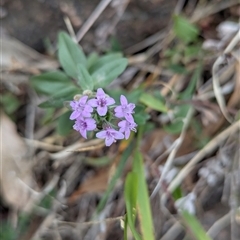 Mentha diemenica (Wild Mint, Slender Mint) at Hawker, ACT - 20 Feb 2025 by CattleDog