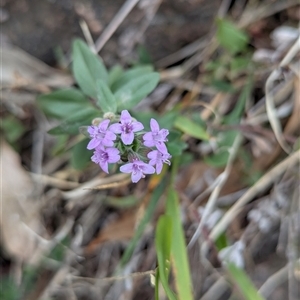 Mentha diemenica at Hawker, ACT - 20 Feb 2025 by CattleDog