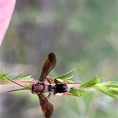 Unidentified Wasp (Hymenoptera, Apocrita) by LisaH