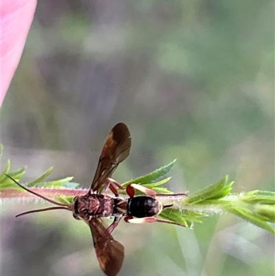 Unidentified Wasp (Hymenoptera, Apocrita) by LisaH