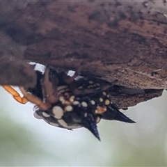 Austracantha minax (Christmas Spider, Jewel Spider) at Whitlam, ACT - 20 Feb 2025 by CattleDog