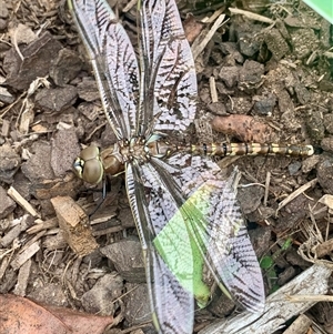 Adversaeschna brevistyla (Blue-spotted Hawker) at Parkes, ACT - 20 Feb 2025 by RosD