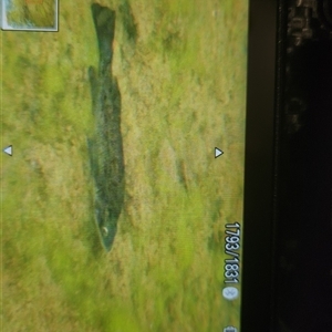 Macquaria australasica at Uriarra Village, ACT - 20 Feb 2025 05:05 PM