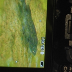 Macquaria australasica at Uriarra Village, ACT - 20 Feb 2025 05:05 PM