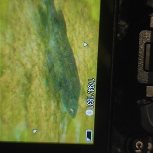 Macquaria australasica at Uriarra Village, ACT - 20 Feb 2025 05:05 PM
