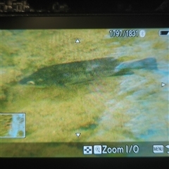 Macquaria australasica at Uriarra Village, ACT - 20 Feb 2025 05:05 PM