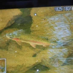 Oncorhynchus mykiss (Rainbow Trout) at Uriarra Village, ACT - 20 Feb 2025 by Ct1000