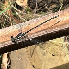 Austroargiolestes icteromelas (Common Flatwing) at Pretty Beach, NSW - 18 Feb 2025 by Pirom