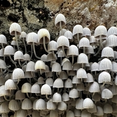 Coprinellus disseminatus (Coprinellus disseminatus) at South Durras, NSW - 19 Feb 2025 by Pirom