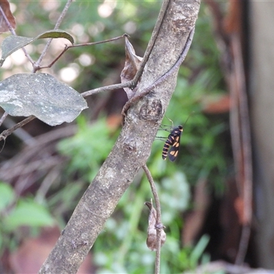 Amata (genus) (Handmaiden Moth) at Rosedale, NSW - 16 Feb 2025 by DavidDedenczuk