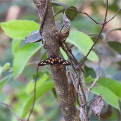 Amata (genus) at Rosedale, NSW - 16 Feb 2025 07:51 AM