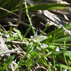 Pieris rapae at South Durras, NSW - 16 Feb 2025 10:42 AM