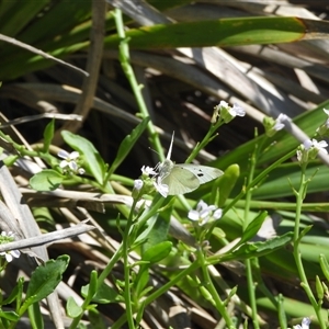 Pieris rapae at South Durras, NSW - 16 Feb 2025 by DavidDedenczuk