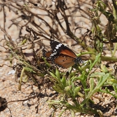 Danaus petilia (Lesser wanderer) at South Durras, NSW - 16 Feb 2025 by DavidDedenczuk